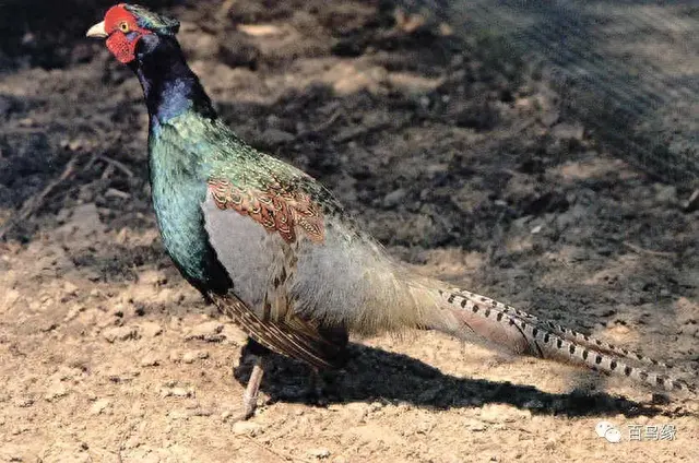 japonensisJAVA好妈妈欢迎你(japonensis忘忧草)插图1 japonensisJAVA好妈妈欢迎你(japonensis忘忧草)插图1