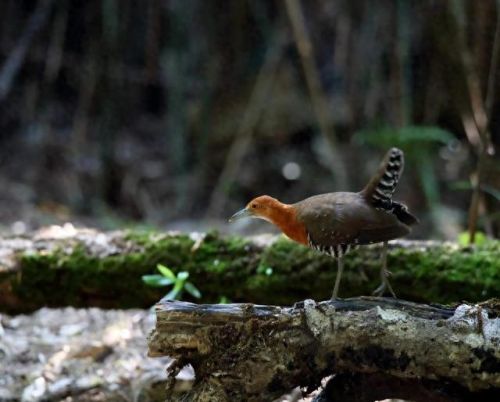 白喉斑秧鸡(判断白喉最简单的方法)插图1