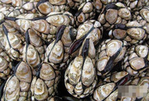 男子在海边发现诡异东西 带回家后发财了(男子心生邪念抱回家发生诡异事件)插图3