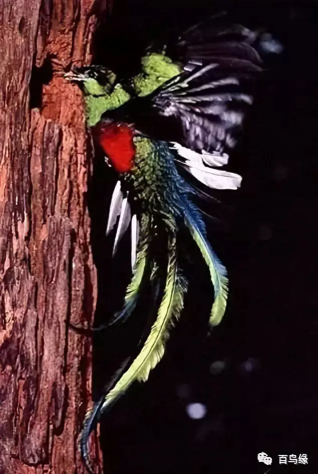 japonensisJAVA好妈妈欢迎你(japonensis忘忧草)插图8 japonensisJAVA好妈妈欢迎你(japonensis忘忧草)插图8