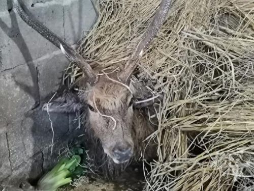 偷猎者(偷猎者实况足球)