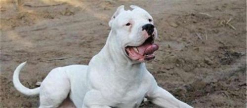 巴西非勒(巴西菲勒犬)插图6 巴西非勒(巴西菲勒犬)插图6