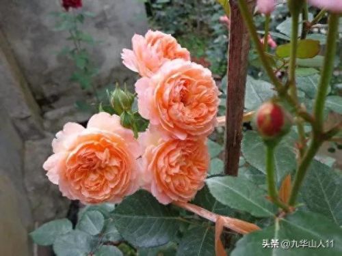 仙度瑞拉2(仙度瑞拉的逃亡刑具介绍)插图1 仙度瑞拉2(仙度瑞拉的逃亡刑具介绍)插图1