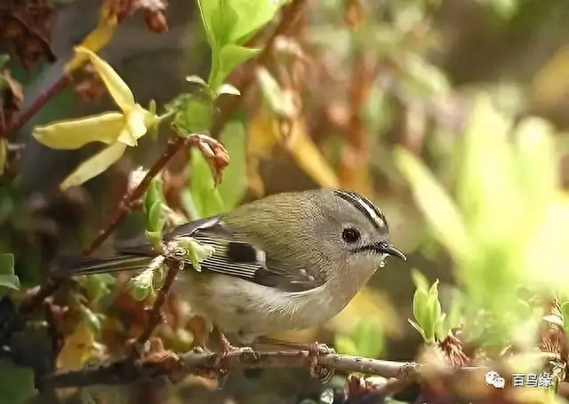 japonensisJAVA好妈妈欢迎你(japonensis忘忧草)插图9 japonensisJAVA好妈妈欢迎你(japonensis忘忧草)插图9