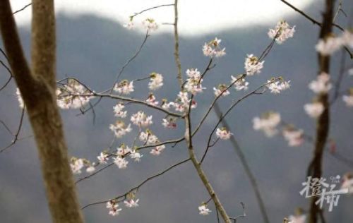 樱之路(穿越火线击杀音效)插图30 樱之路(穿越火线击杀音效)插图30