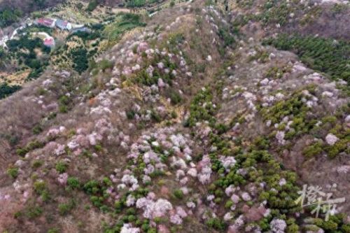 樱之路(穿越火线击杀音效)插图24 樱之路(穿越火线击杀音效)插图24