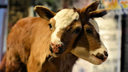 畜禽和人类AA(畜禽产品质量安全方面的工作总结)插图9 畜禽和人类AA(畜禽产品质量安全方面的工作总结)插图9