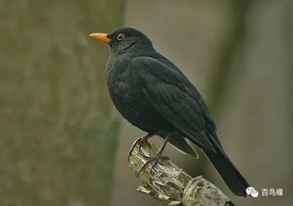 japonensisJAVA好妈妈欢迎你(japonensis忘忧草)插图11 japonensisJAVA好妈妈欢迎你(japonensis忘忧草)插图11