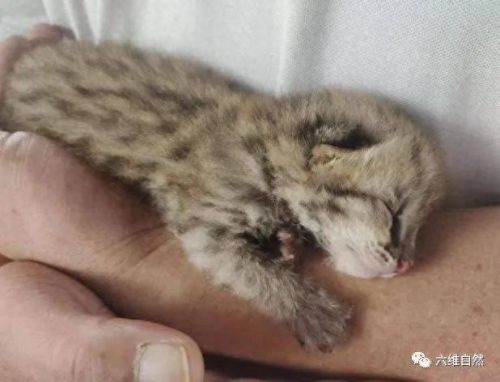 寻找小狸子(寻找小狸子之后怎么破除结界)插图3 寻找小狸子(寻找小狸子之后怎么破除结界)插图3