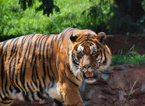 畜禽和人类AA(畜禽产品质量安全方面的工作总结)插图14 畜禽和人类AA(畜禽产品质量安全方面的工作总结)插图14