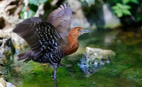 白喉斑秧鸡(判断白喉最简单的方法)插图13