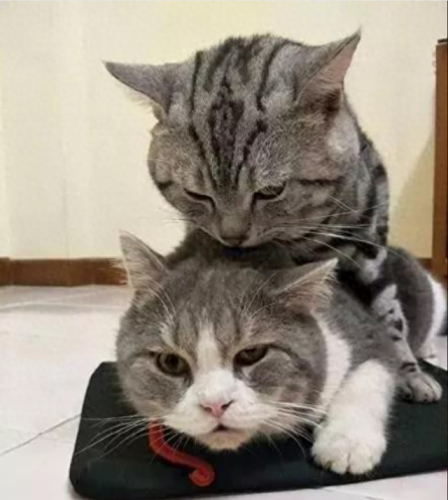 畜禽和人类AA(畜禽产品质量安全方面的工作总结)插图2 畜禽和人类AA(畜禽产品质量安全方面的工作总结)插图2