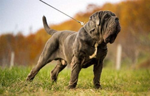 巴西非勒(巴西菲勒犬)插图8 巴西非勒(巴西菲勒犬)插图8