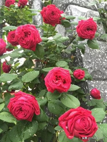 仙度瑞拉2(仙度瑞拉的逃亡刑具介绍)插图17 仙度瑞拉2(仙度瑞拉的逃亡刑具介绍)插图17