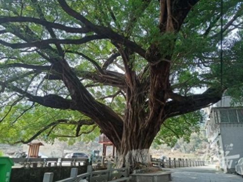 偷猎者(偷猎者实况足球)插图