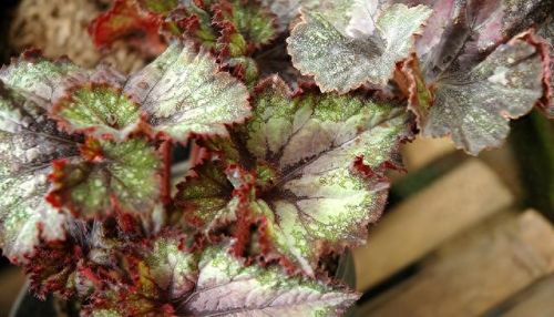 植物保卫战无限叶子(植物保卫战游戏全攻略)