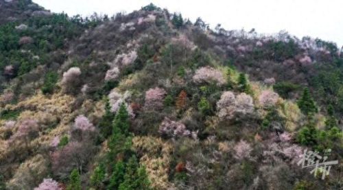 樱之路(穿越火线击杀音效)插图36 樱之路(穿越火线击杀音效)插图36