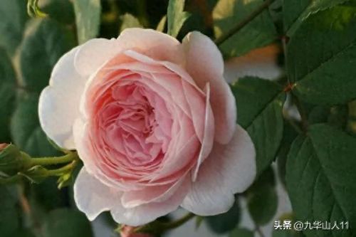 仙度瑞拉2(仙度瑞拉的逃亡刑具介绍)插图2 仙度瑞拉2(仙度瑞拉的逃亡刑具介绍)插图2