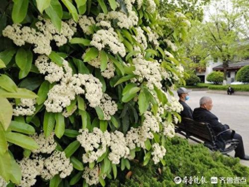 石楠花味道(石楠花什么味道)