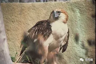 japonensisJAVA好妈妈欢迎你(japonensis忘忧草)插图24 japonensisJAVA好妈妈欢迎你(japonensis忘忧草)插图24