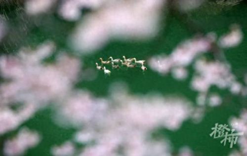 樱之路(穿越火线击杀音效)插图33 樱之路(穿越火线击杀音效)插图33