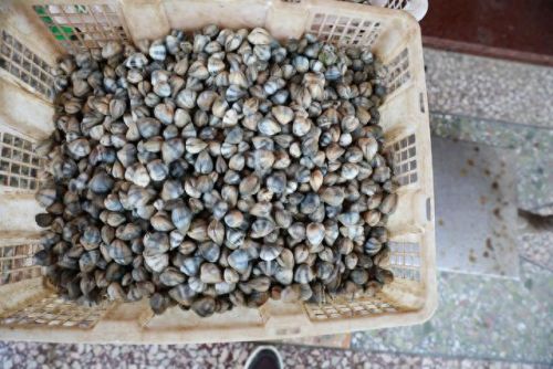 情人岛在哪里(情人岛惠州位置)插图8 情人岛在哪里(情人岛惠州位置)插图8