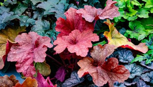 植物保卫战无限叶子(植物保卫战游戏全攻略)插图15