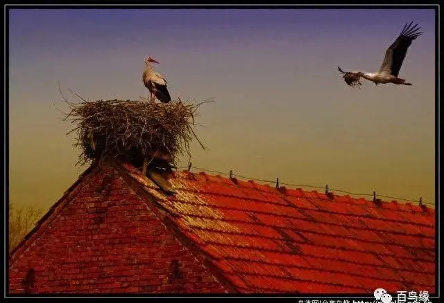 japonensisJAVA好妈妈欢迎你(japonensis忘忧草)插图4 japonensisJAVA好妈妈欢迎你(japonensis忘忧草)插图4