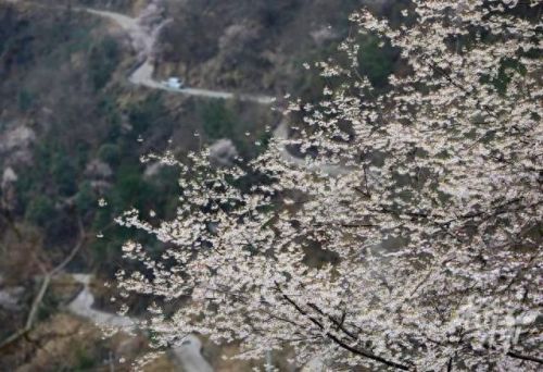 樱之路(穿越火线击杀音效)插图5 樱之路(穿越火线击杀音效)插图5