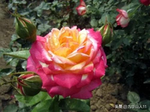 仙度瑞拉2(仙度瑞拉的逃亡刑具介绍)插图8 仙度瑞拉2(仙度瑞拉的逃亡刑具介绍)插图8