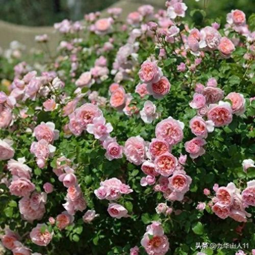 仙度瑞拉2(仙度瑞拉的逃亡刑具介绍)插图16 仙度瑞拉2(仙度瑞拉的逃亡刑具介绍)插图16