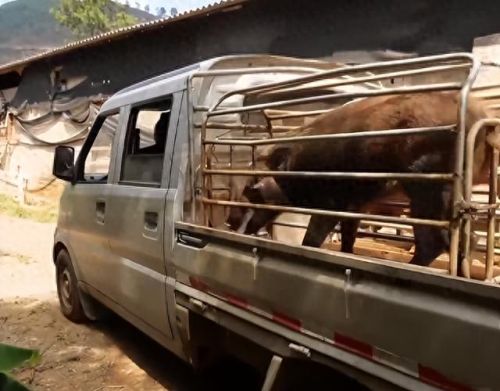 跳跳猪(跳跳猪玩具对婴儿危害)插图1 跳跳猪(跳跳猪玩具对婴儿危害)插图1