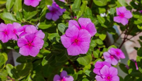 植物保卫战无限叶子(植物保卫战游戏全攻略)插图2