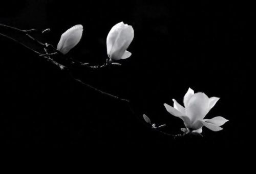 最后的愿望(免费播放韩国爱情电影大全)插图16