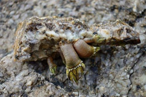 男子在海边发现诡异东西 带回家后发财了(男子心生邪念抱回家发生诡异事件)插图2