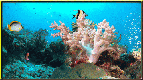 梦幻海底小黑(小黑在海底造牢笼)