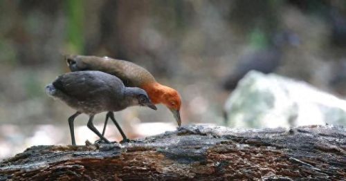 白喉斑秧鸡(判断白喉最简单的方法)插图18