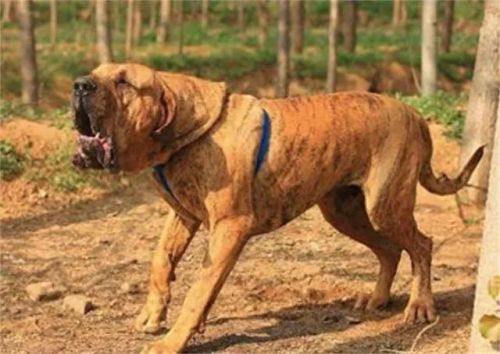 巴西非勒(巴西菲勒犬)插图3 巴西非勒(巴西菲勒犬)插图3