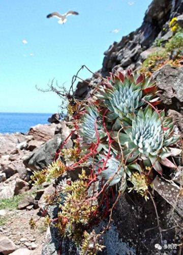 龙舌兰高原42攻略(龙舌兰高原攻略65)插图5 龙舌兰高原42攻略(龙舌兰高原攻略65)插图5