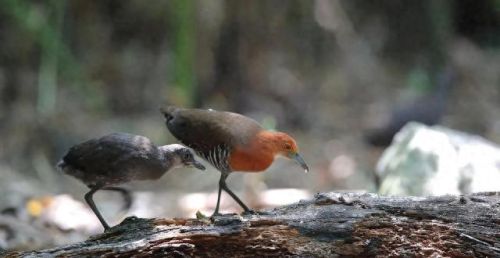 白喉斑秧鸡(判断白喉最简单的方法)插图20