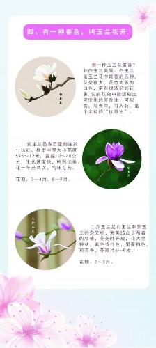 春天开的花(春天开的花有哪些)