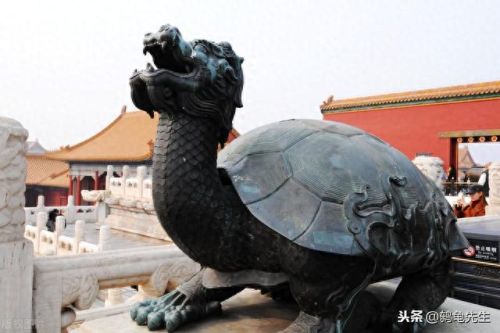 巴西龟寿命(玩乌龟10大禁忌)插图