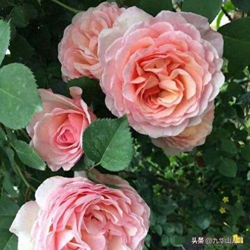 仙度瑞拉2(仙度瑞拉的逃亡刑具介绍)插图22 仙度瑞拉2(仙度瑞拉的逃亡刑具介绍)插图22