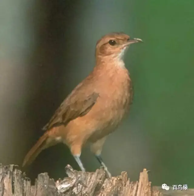 japonensisJAVA好妈妈欢迎你(japonensis忘忧草)插图3 japonensisJAVA好妈妈欢迎你(japonensis忘忧草)插图3