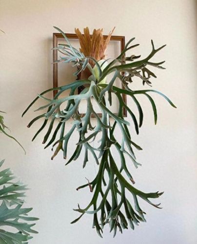 锈湖攻略种花(锈湖交流中的攻略)插图11