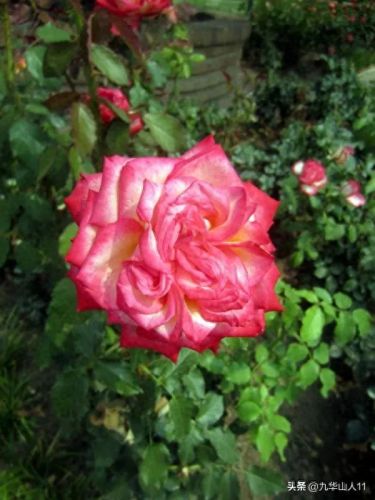 仙度瑞拉2(仙度瑞拉的逃亡刑具介绍)插图10 仙度瑞拉2(仙度瑞拉的逃亡刑具介绍)插图10