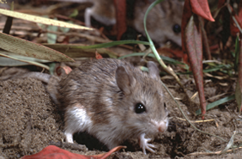 畜禽和人类AA(畜禽产品质量安全方面的工作总结)插图17 畜禽和人类AA(畜禽产品质量安全方面的工作总结)插图17