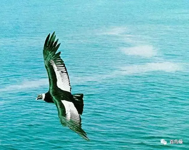 japonensisJAVA好妈妈欢迎你(japonensis忘忧草)插图23 japonensisJAVA好妈妈欢迎你(japonensis忘忧草)插图23