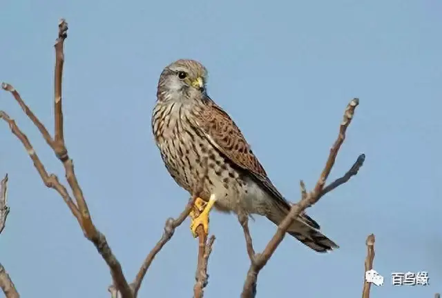 japonensisJAVA好妈妈欢迎你(japonensis忘忧草)插图6 japonensisJAVA好妈妈欢迎你(japonensis忘忧草)插图6