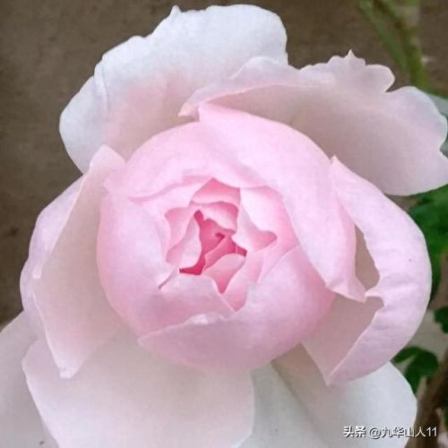 仙度瑞拉2(仙度瑞拉的逃亡刑具介绍)插图6 仙度瑞拉2(仙度瑞拉的逃亡刑具介绍)插图6